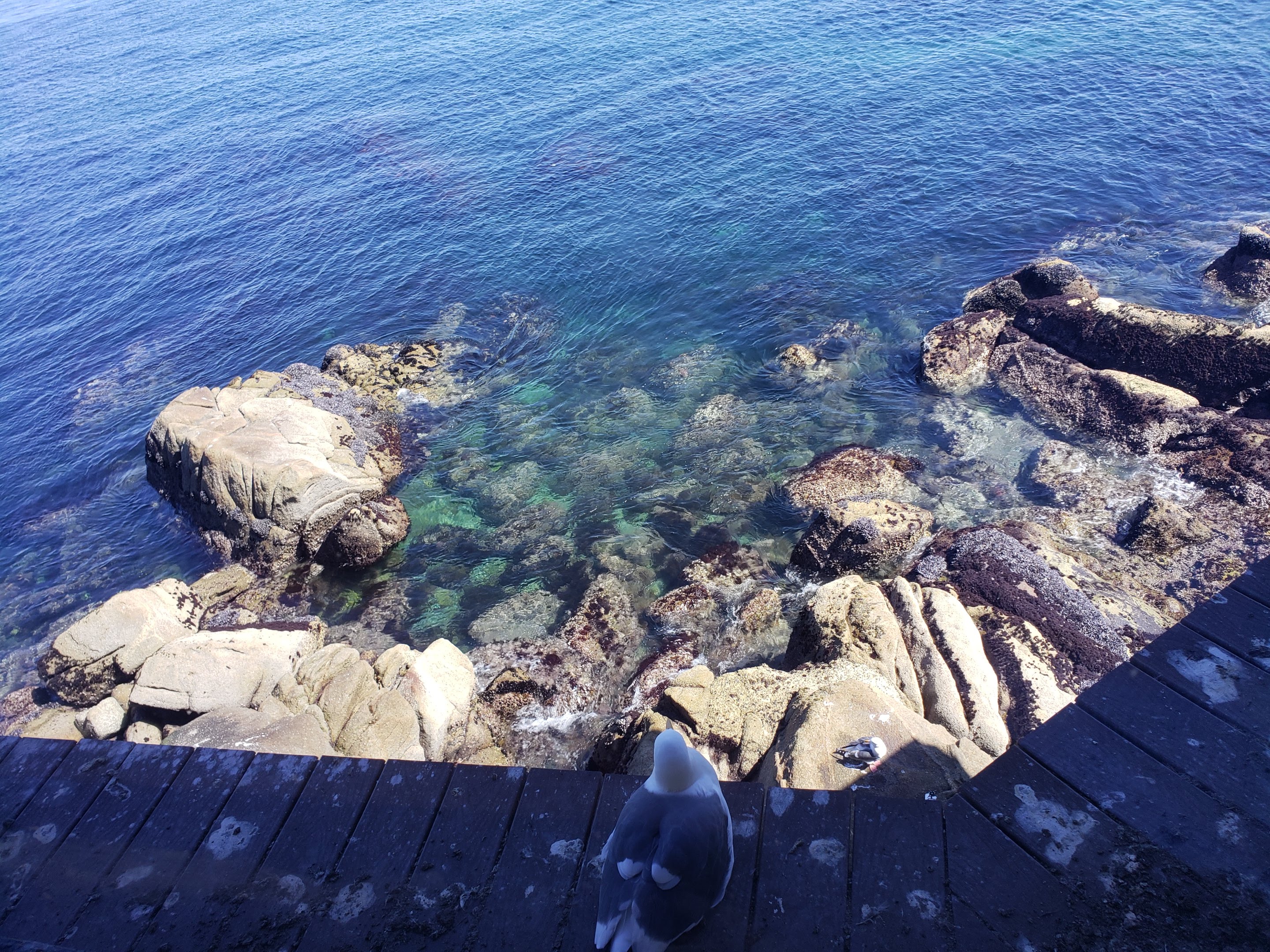 Coastal tide pool
